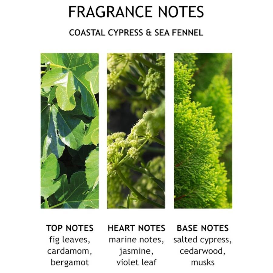 Molton-Brown Coastal Cypress & Sea Fennel Jubiläumsangebot