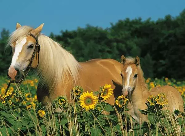 Ravensberger Matratzen Kinderpuzzle ab 8 Jahren - Pferdeglück - 200 Teile VIP-Rabatte