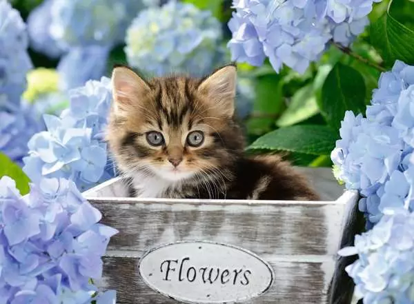 Ravensberger Matratzen Kinderpuzzle ab 9 Jahren - Kleine Katze - 300 Teile Kostenlose Rückgabe