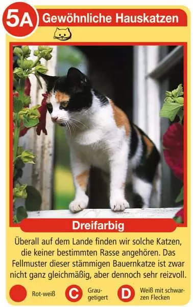 Ravensberger Matratzen Katzen - Kartenspiel ab 4 Jahren Meist gekauft