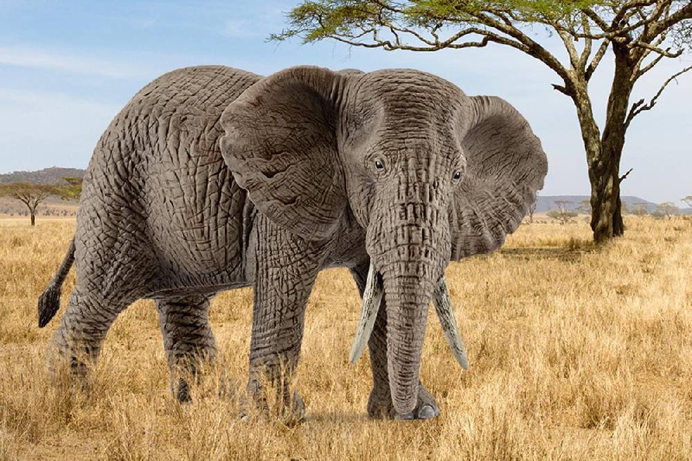 Schleich Afrikanische Elefantenkuh Saisonale Angebote