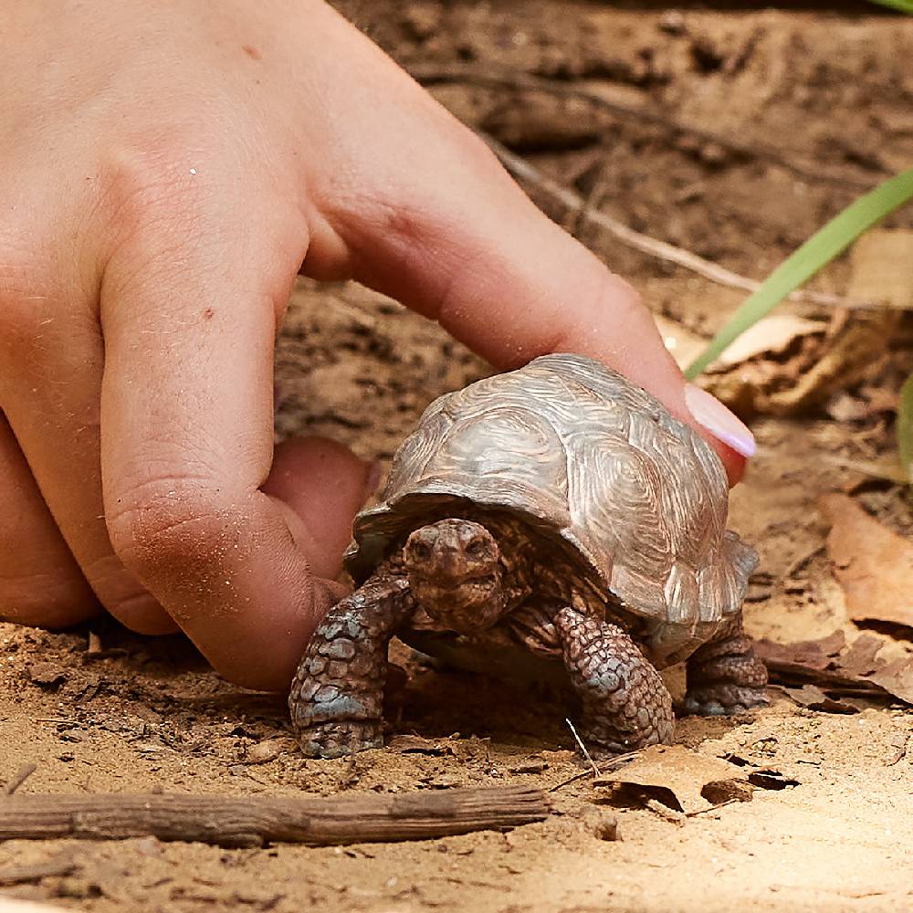 Schleich Riesenschildkröte Letzte 3 Tage