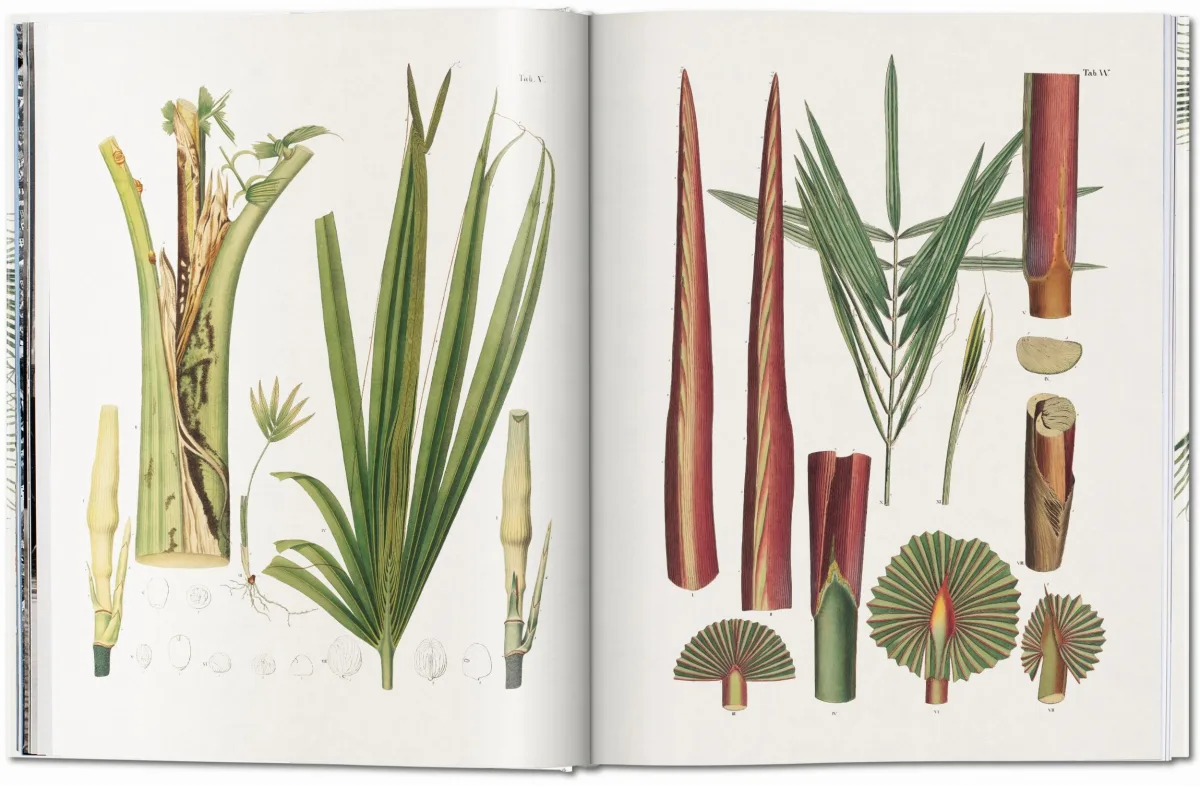 TASCHEN Martius. The Book of Palms Zeitlich begrenztes Angebot