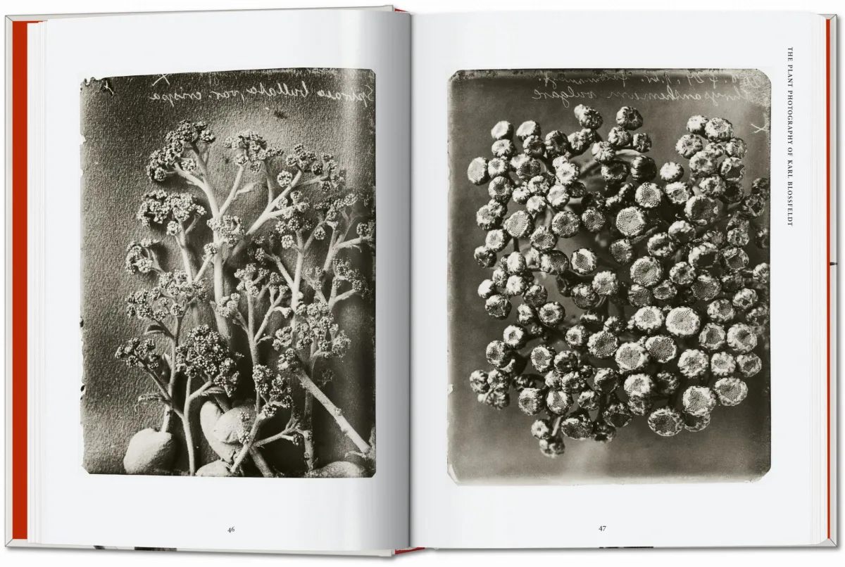 TASCHEN Karl Blossfeldt. The Complete Published Work. 40th Ed Angebote