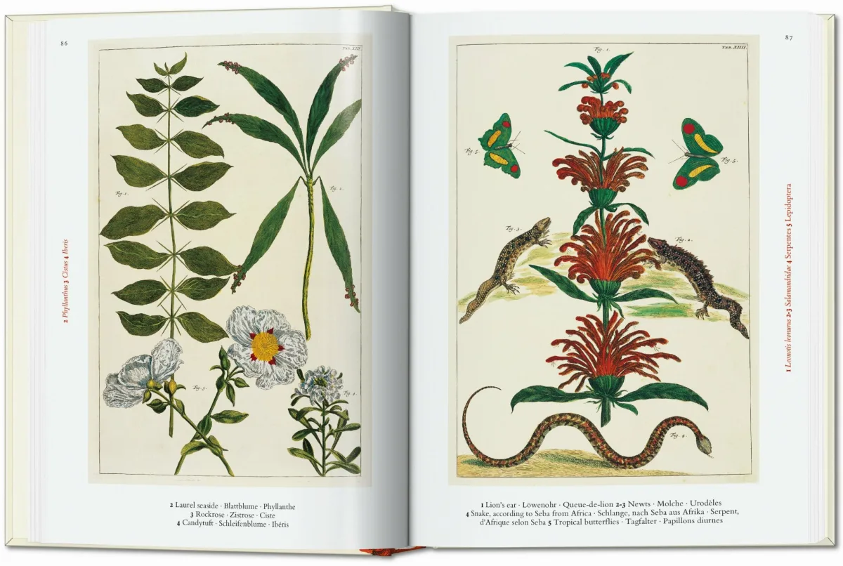 TASCHEN Seba. Cabinet of Natural Curiosities. 40th Ed Kostenloser Versand international