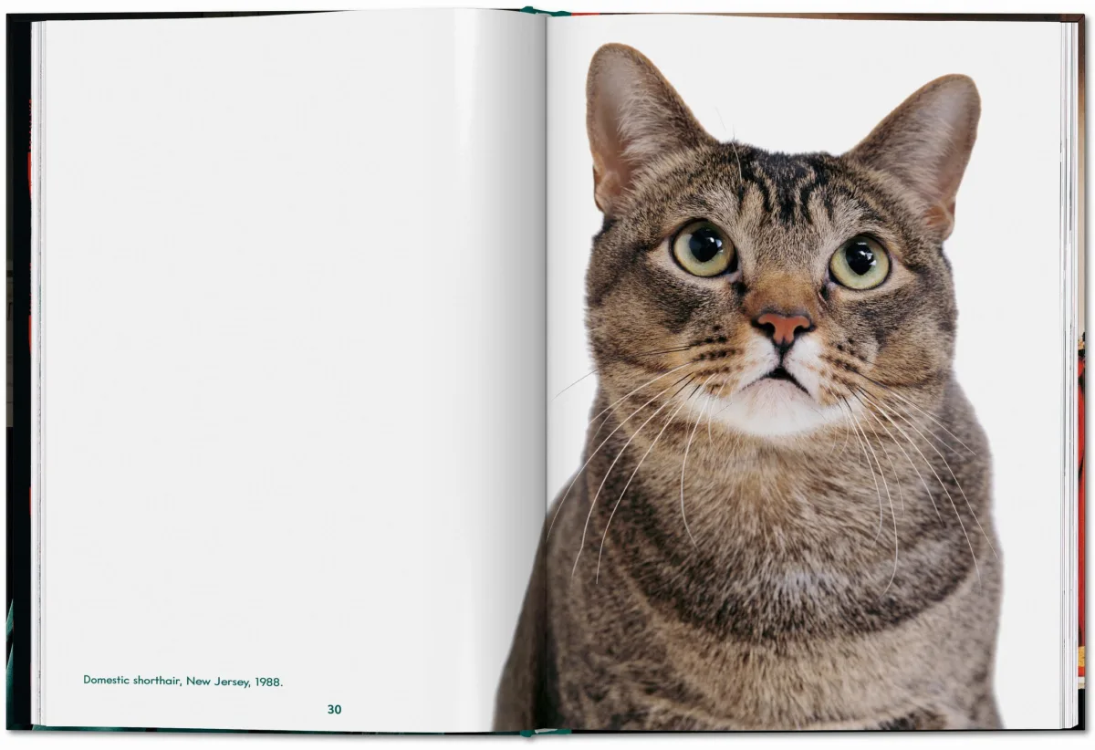 TASCHEN Walter Chandoha. Cats. Photographs 1942–2018 Großer Ausverkauf