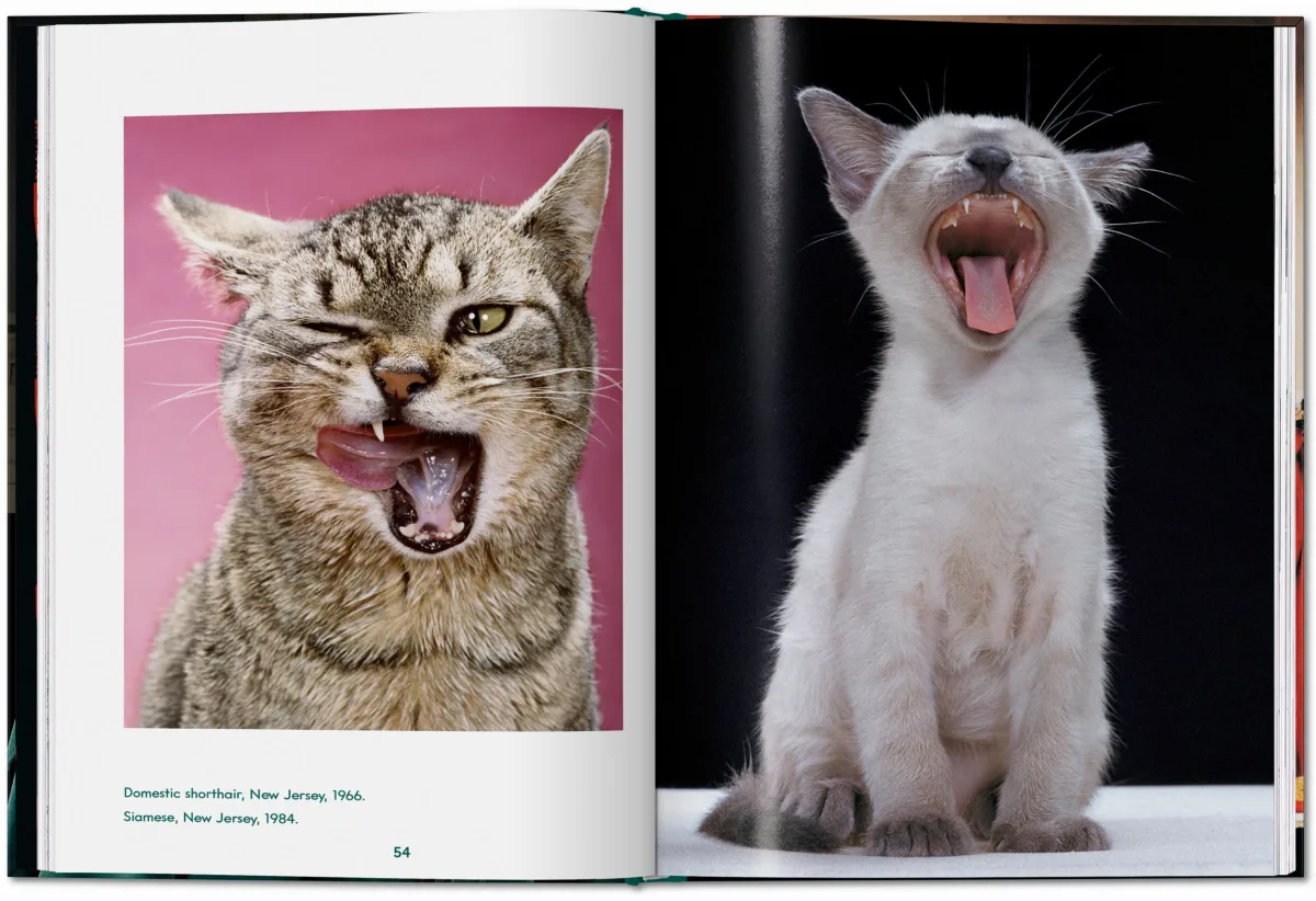 TASCHEN Walter Chandoha. Cats. Photographs 1942–2018 Großer Ausverkauf