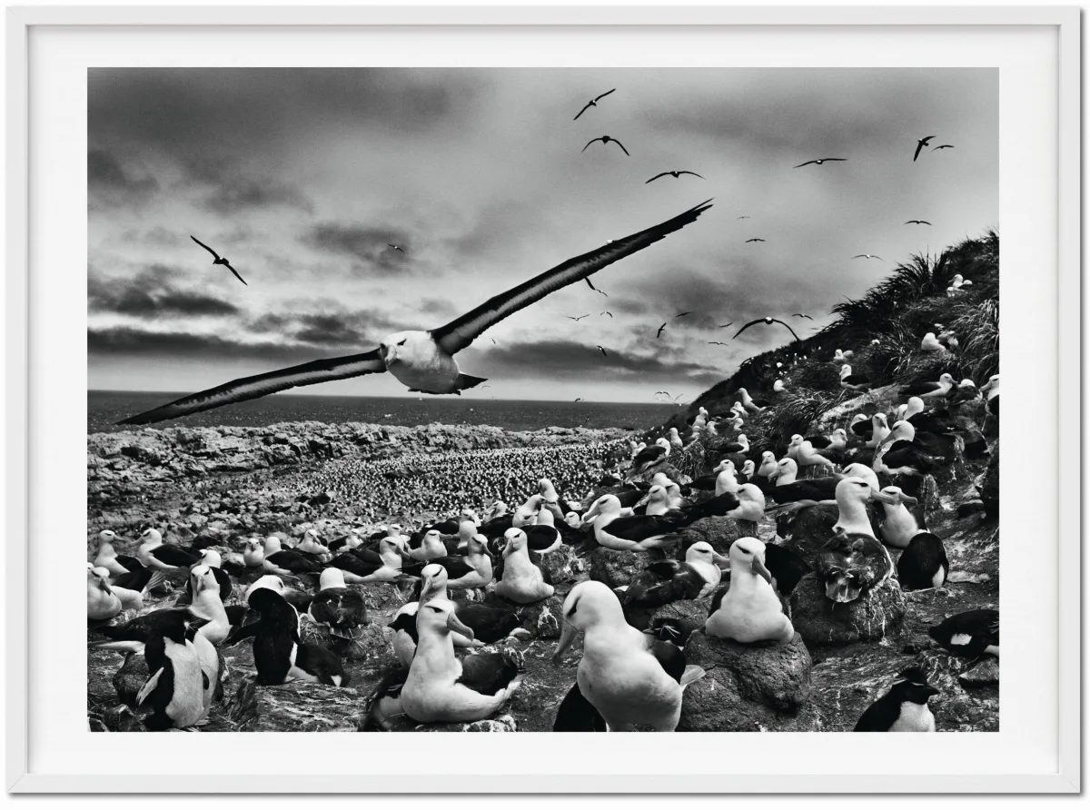 TASCHEN Sebastião Salgado. Genesis. Art Edition No. 201–300 ‘Black-Browed Albatrosses, Falkland Islands’ Saisonschlussverkauf