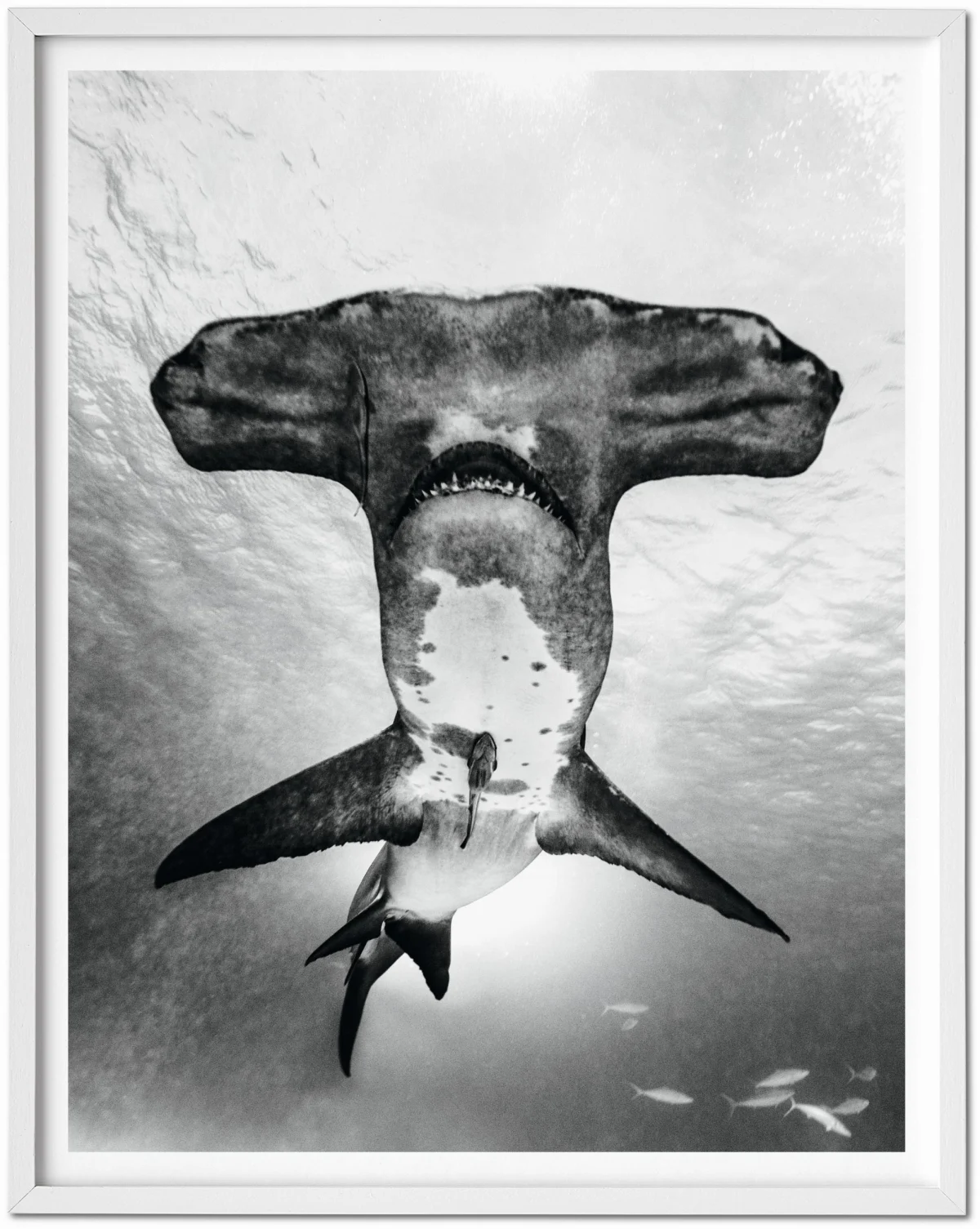 TASCHEN Michael Muller. Sharks, Art Edition No. 101–200 ‘Under Study’ Jubiläumsangebot