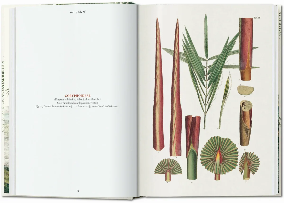 TASCHEN Martius. The Book of Palms. 40th Ed Super Rabatt