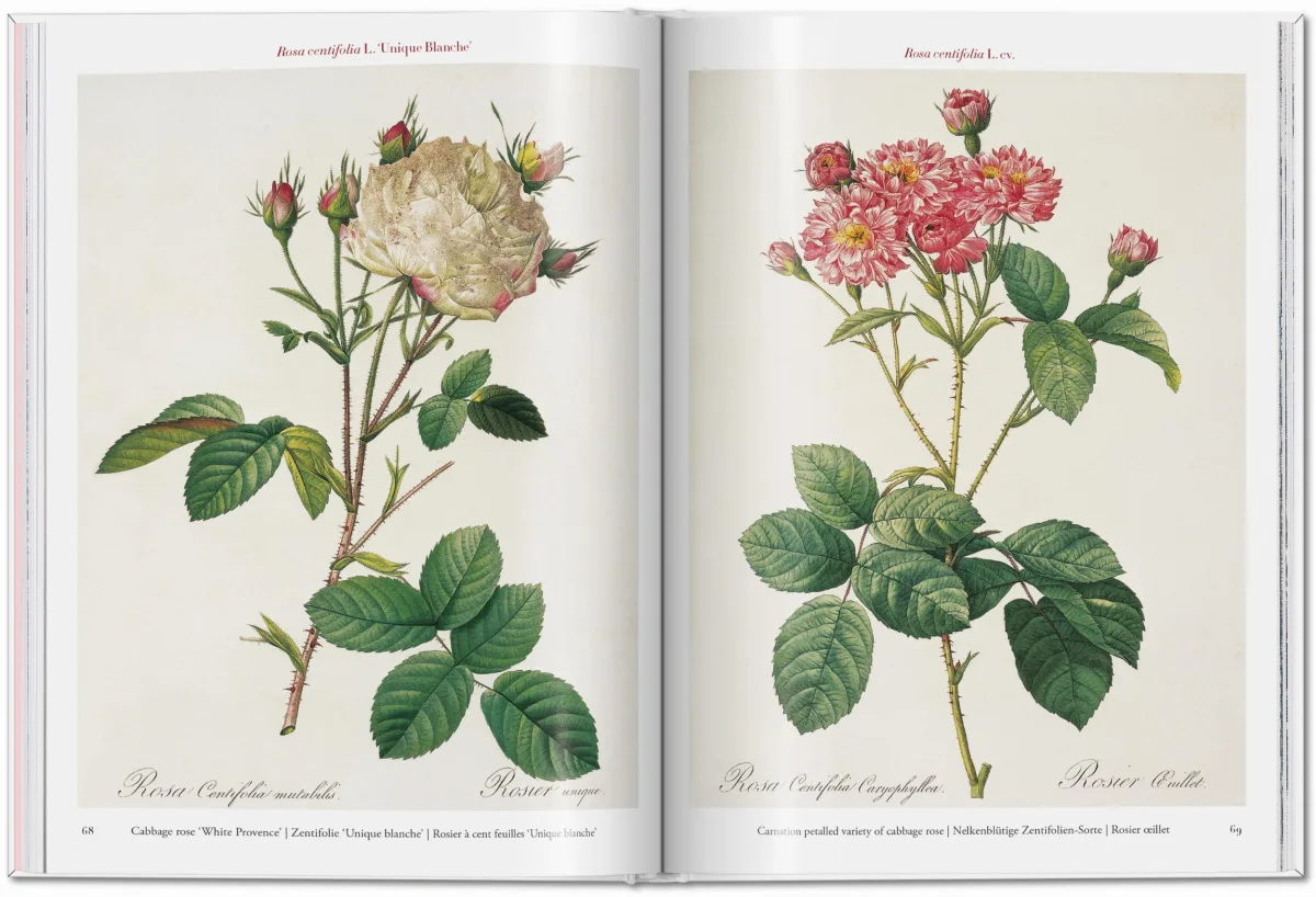 TASCHEN Redouté. Roses Angebote