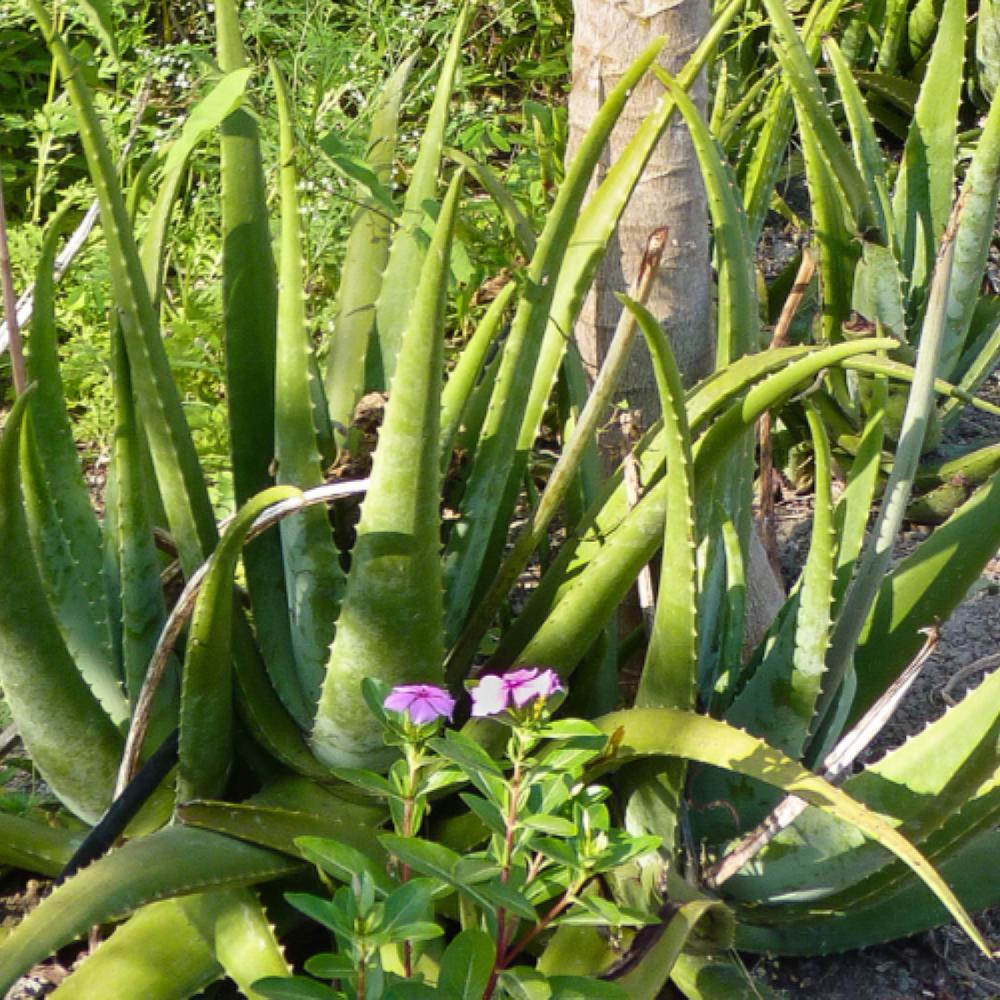 Pharmos Natur Aloe Vera BioUrsaft Discount Store für neue Produkte